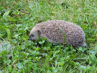 igel5