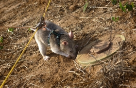 rat6