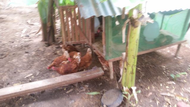 huhn5